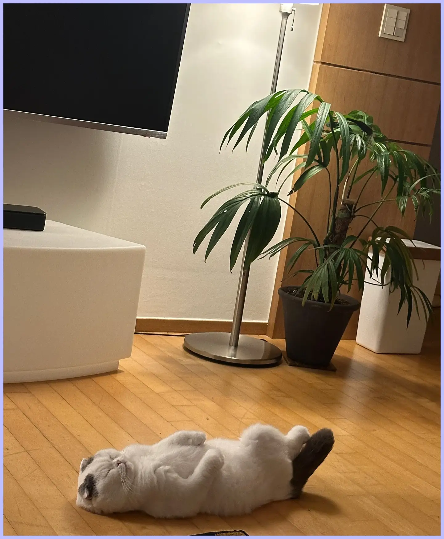 안재현 프로필 나이 고양이 구혜선 이혼 키 고향 가족 나 혼자 산다(나혼산) 