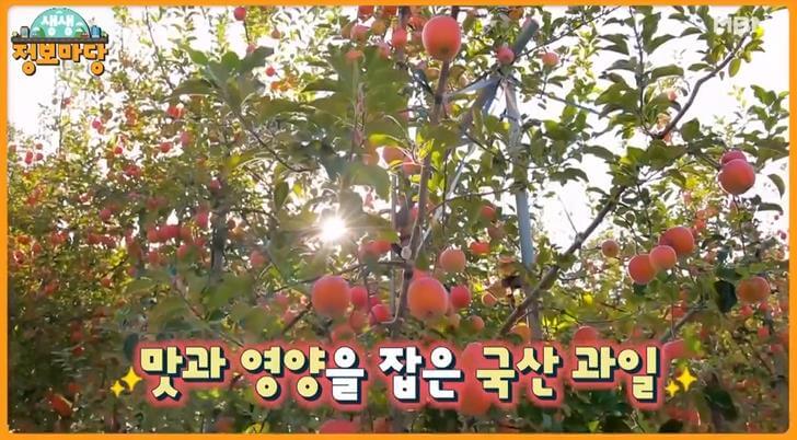 생생정보마당 국산 사과