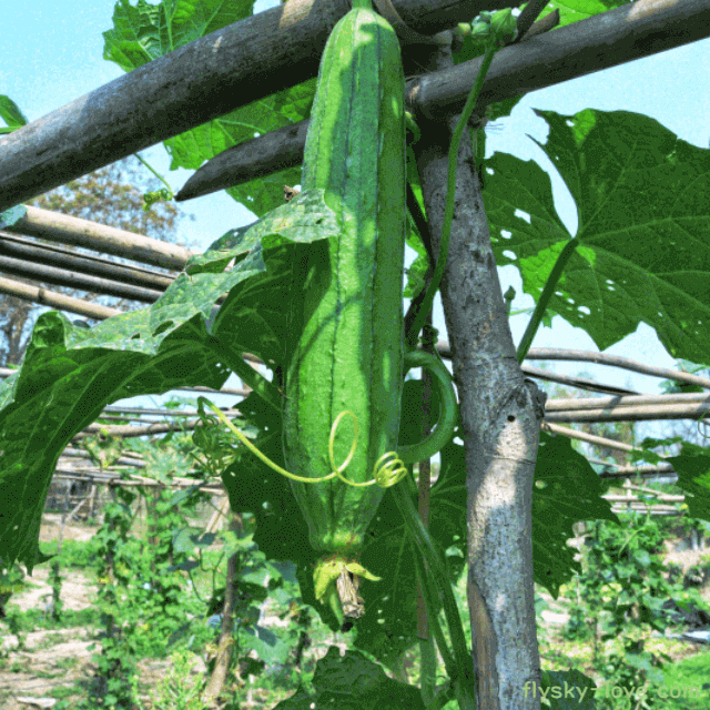 비염에 좋은 수세미