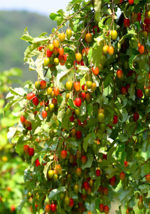 보리수 효능 10가지 및 부작용 및 주의사항
