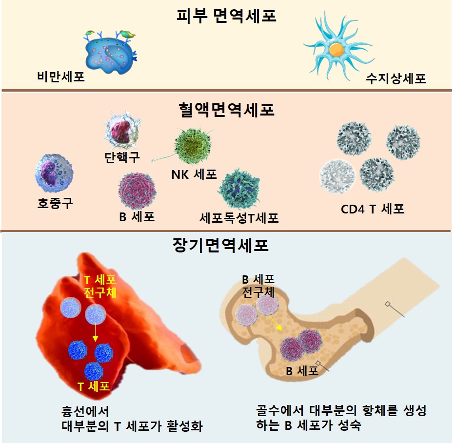 면역
