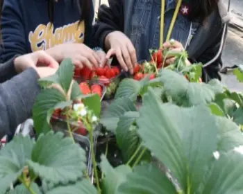 양평딸기 송어축제_8