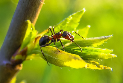 개미의 장례 문화: 사회적 행동의 경이로움