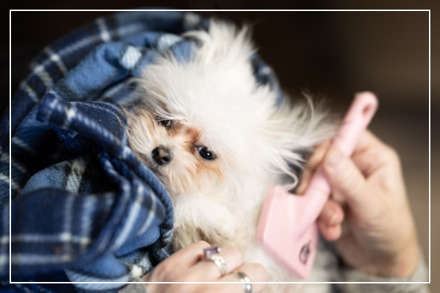 빗질하는 강아지