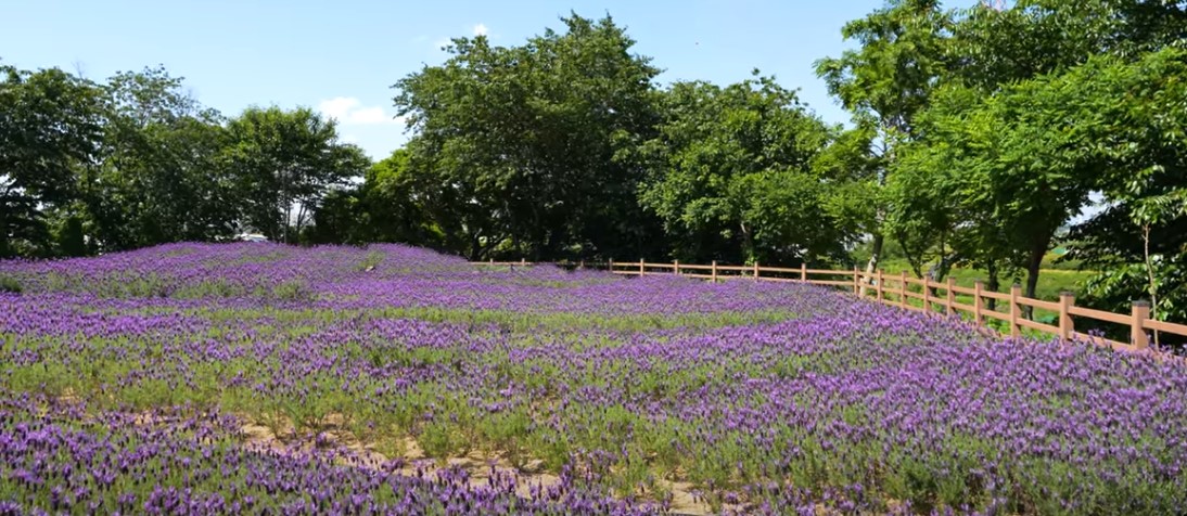 5월에 꼭 가봐야 할 적국 봄꽃 명소