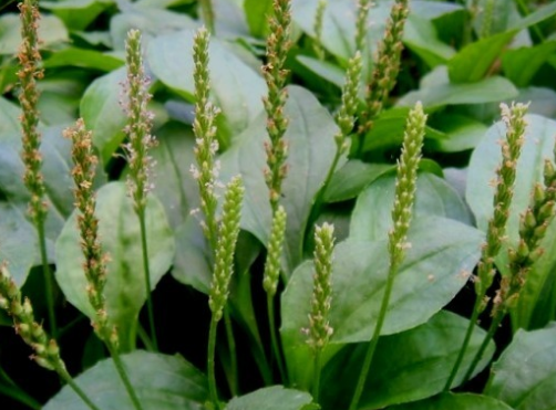 질겅이 씨앗 껍질