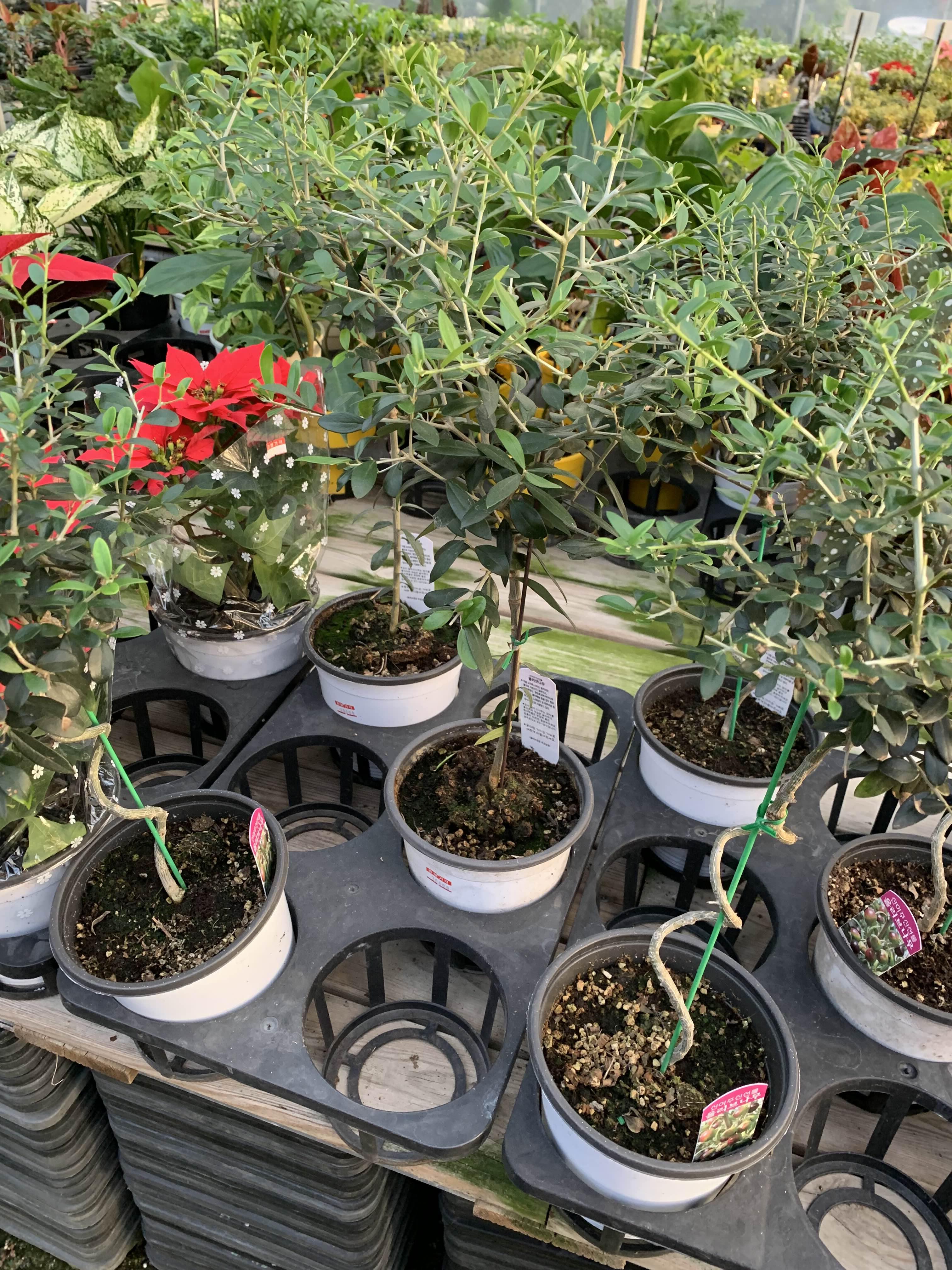 청라꽃농원-올리브나무