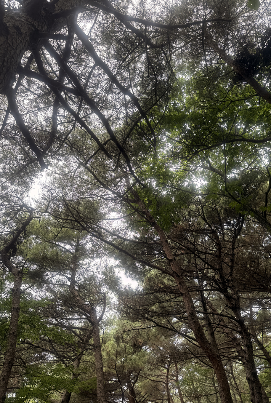 대부도 당일치기
