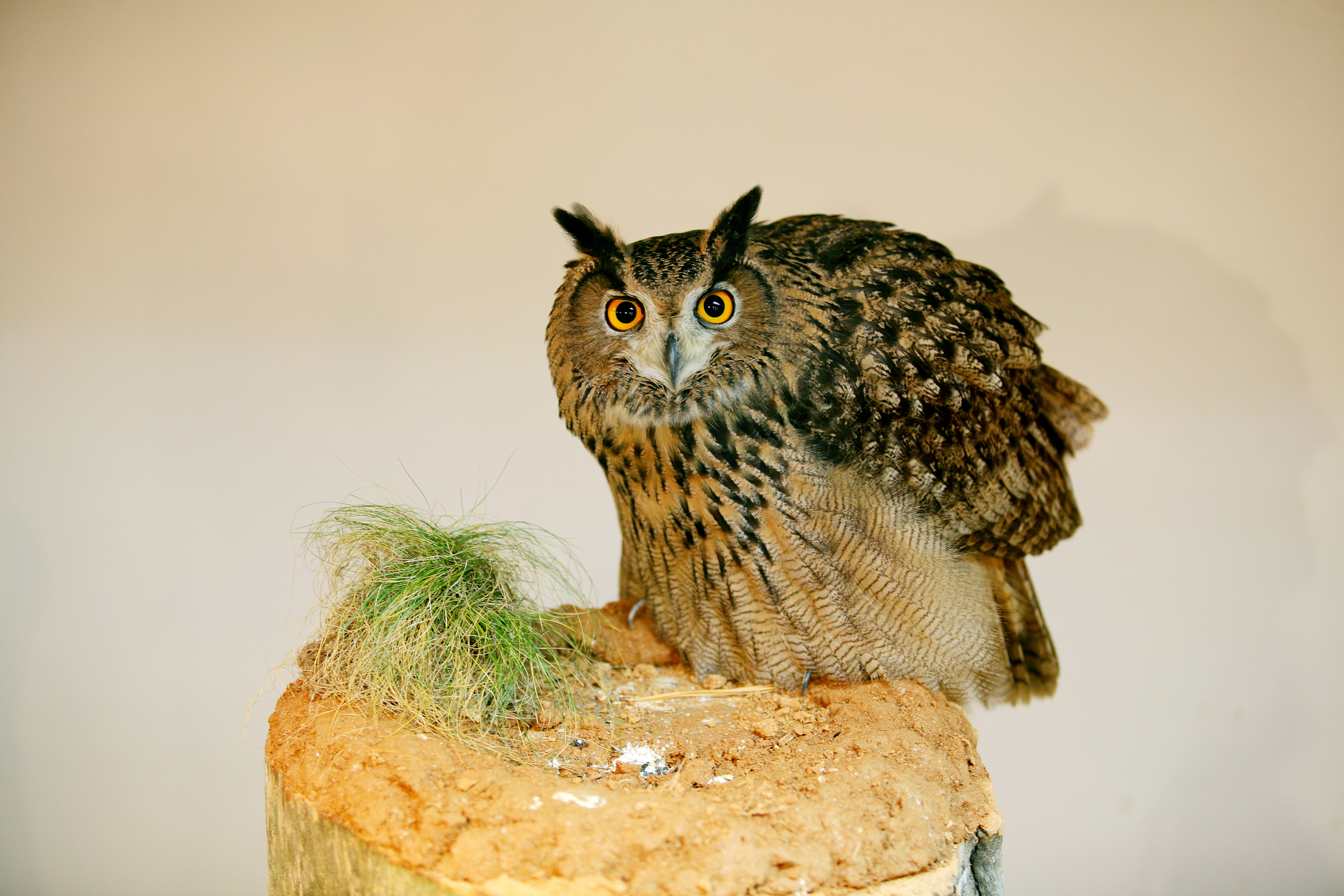 [2025년 기준] 국내 멸종위기동물 지정제도 전면 해부: 기준&amp;#44; 등급&amp;#44; 정책 실효성까지