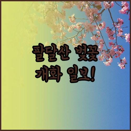 팔달산 회주도로 벚꽃 개화 일정 및 ..