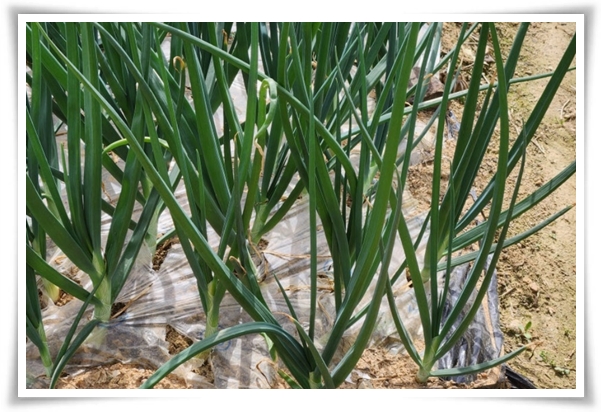 &quot;10월, 양파 심으세요!&quot; 건강한 양파 키우기 완벽 가이드!