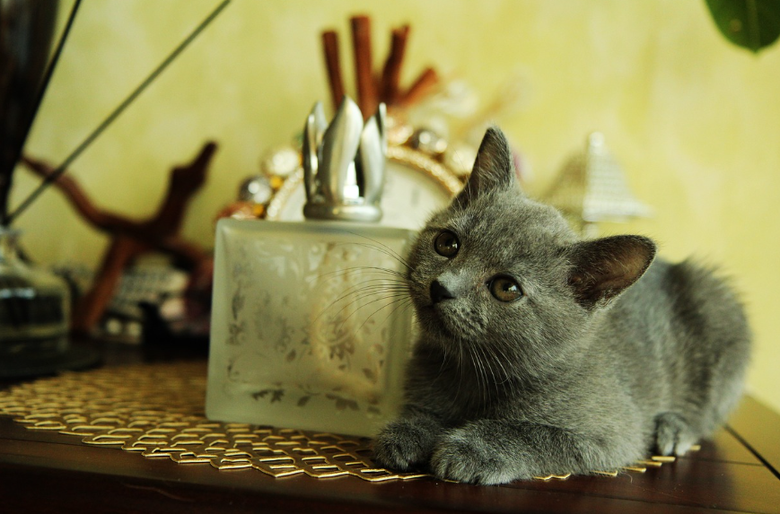 펫 영양제: 반려동물의 건강을 위한 필수 가이드