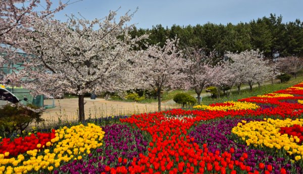 2025 태안 튤립 축제 기간 입장료 박람회 정보