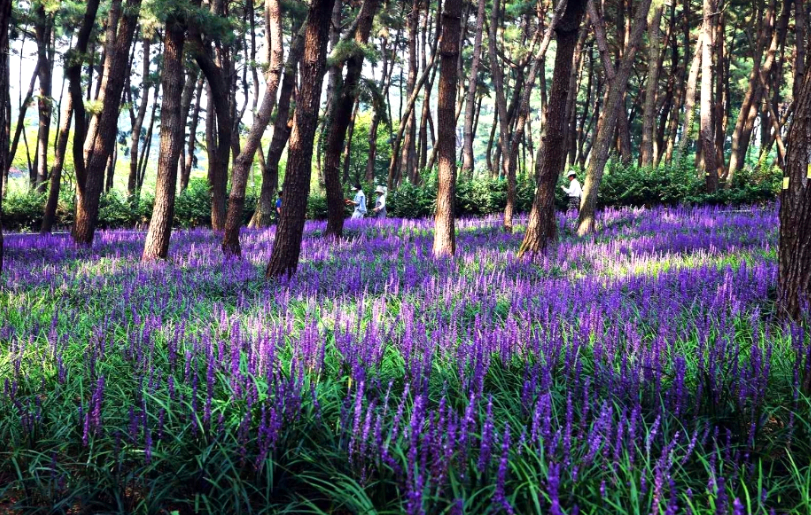 장항 송림산림욕장 맥문동 풍경
