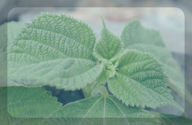 깻잎