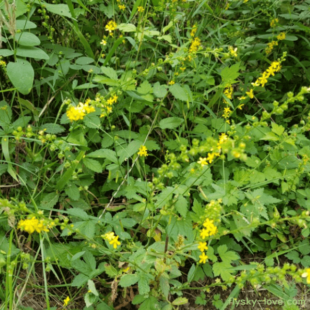 짚신나물, 선학초