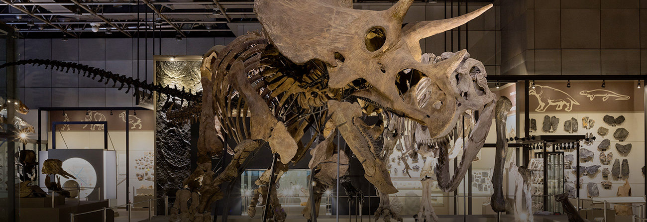 국립 중앙과학관 자연사관, 공룡, 모형 전시