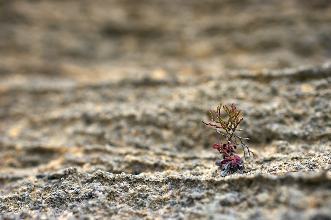 Adaptability