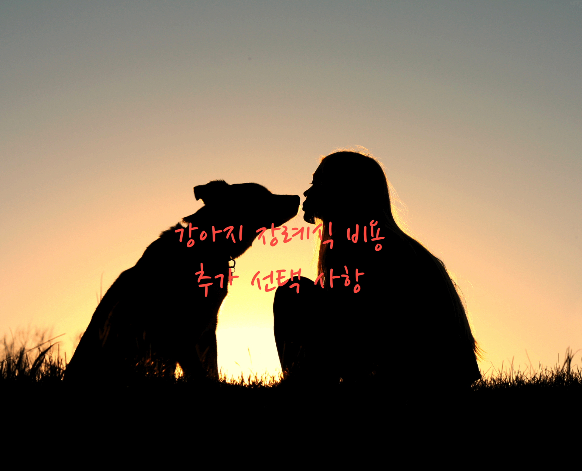 강아지 장례식 비용