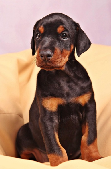 도베르만의 사진