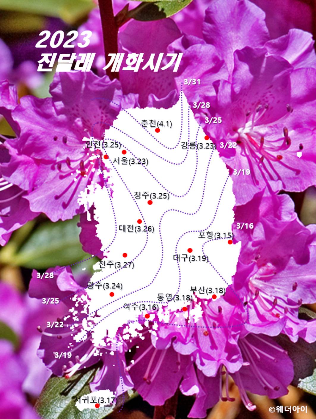 2023년 진달래 개화시기