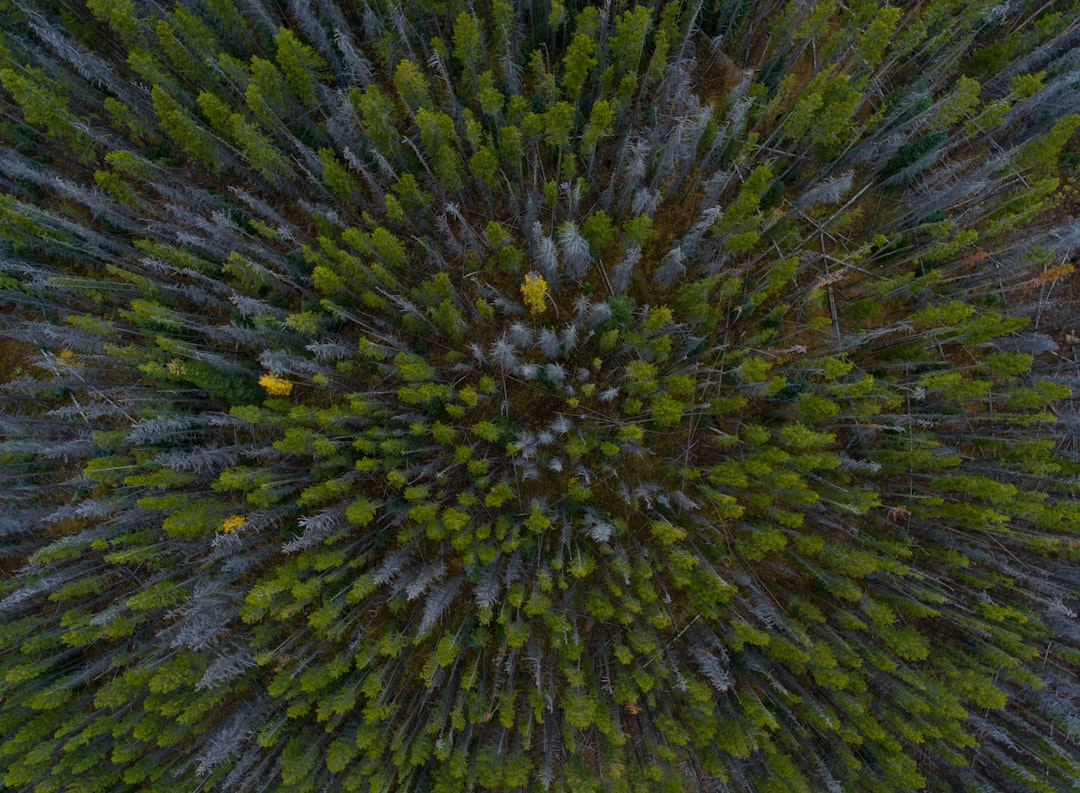 Density