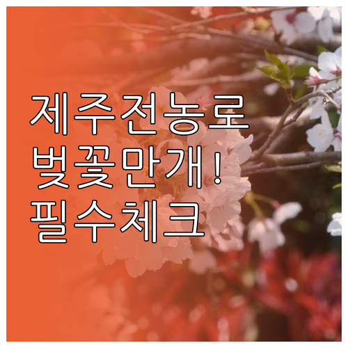 제주 전농로 벚꽃 개화일 만개 시기 ..