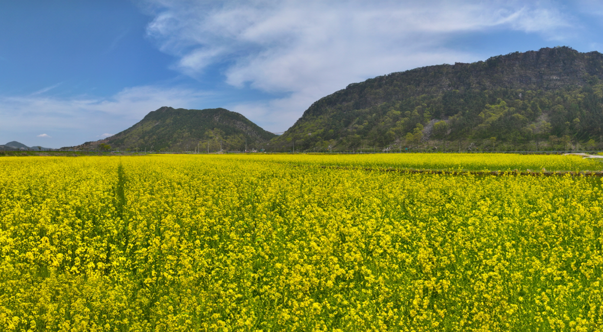 채계산 유채꽃
