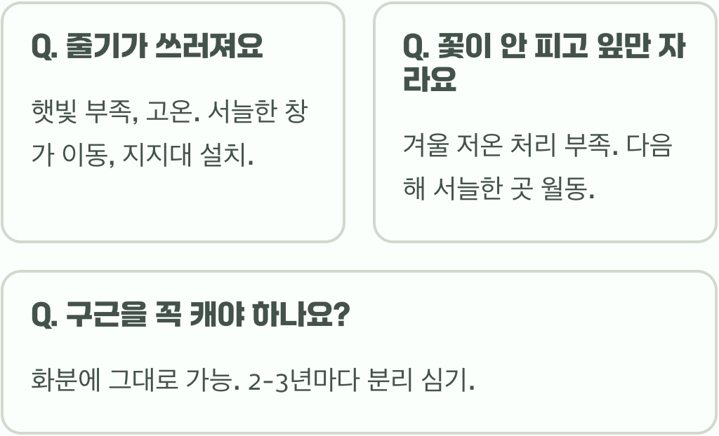 아파트 베란다에서 프리지어 화분 키우기, 실패 없는 5가지 팁