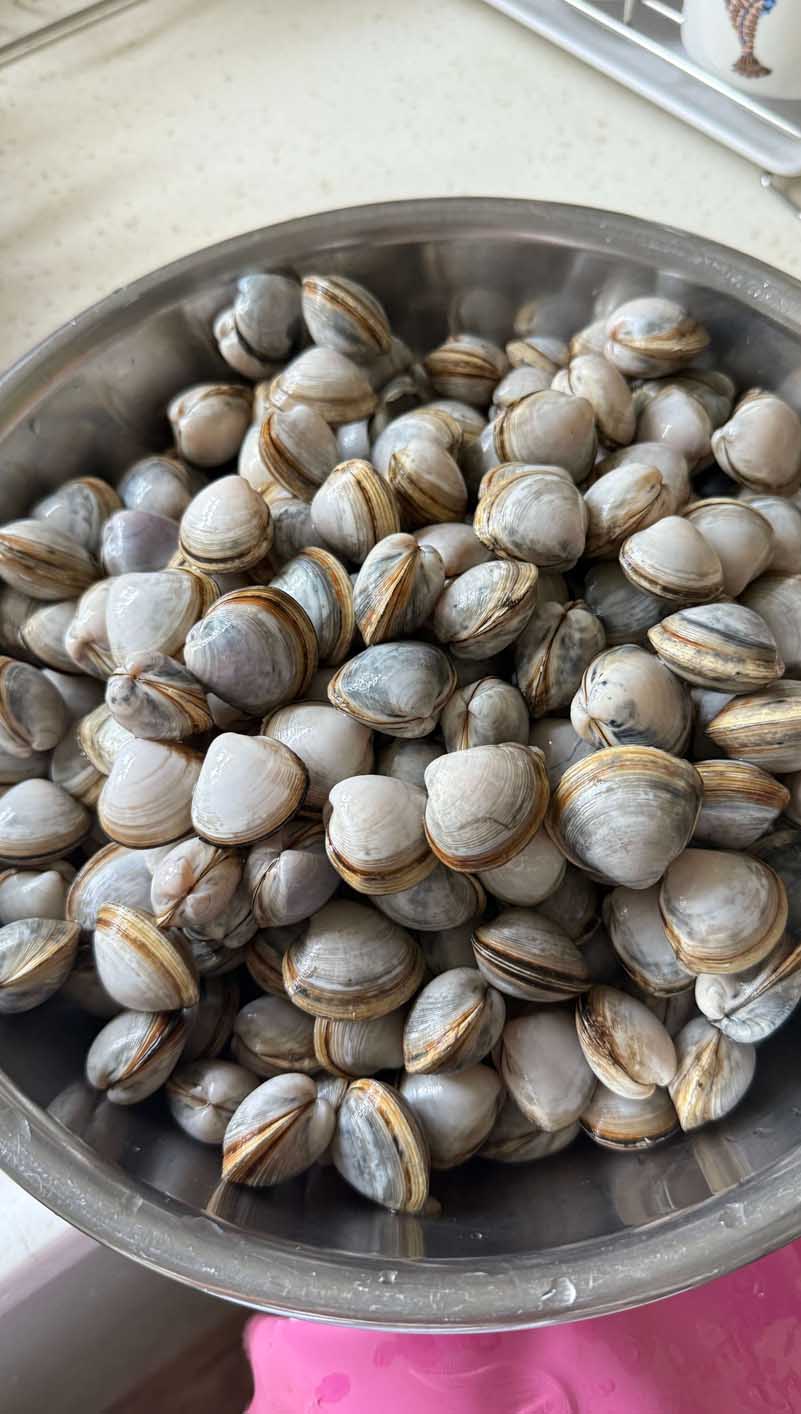 오이도 갯벌체험 동죽