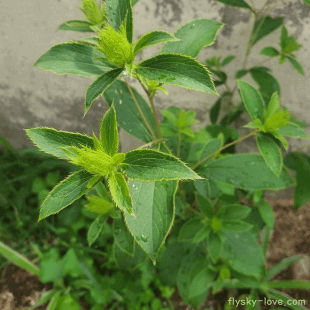 삽주 고르는 법