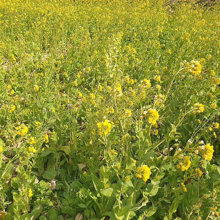 제주 유채꽃
