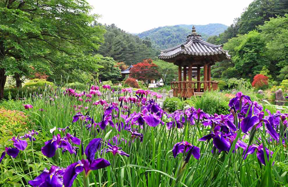 아침고요 수국전시회