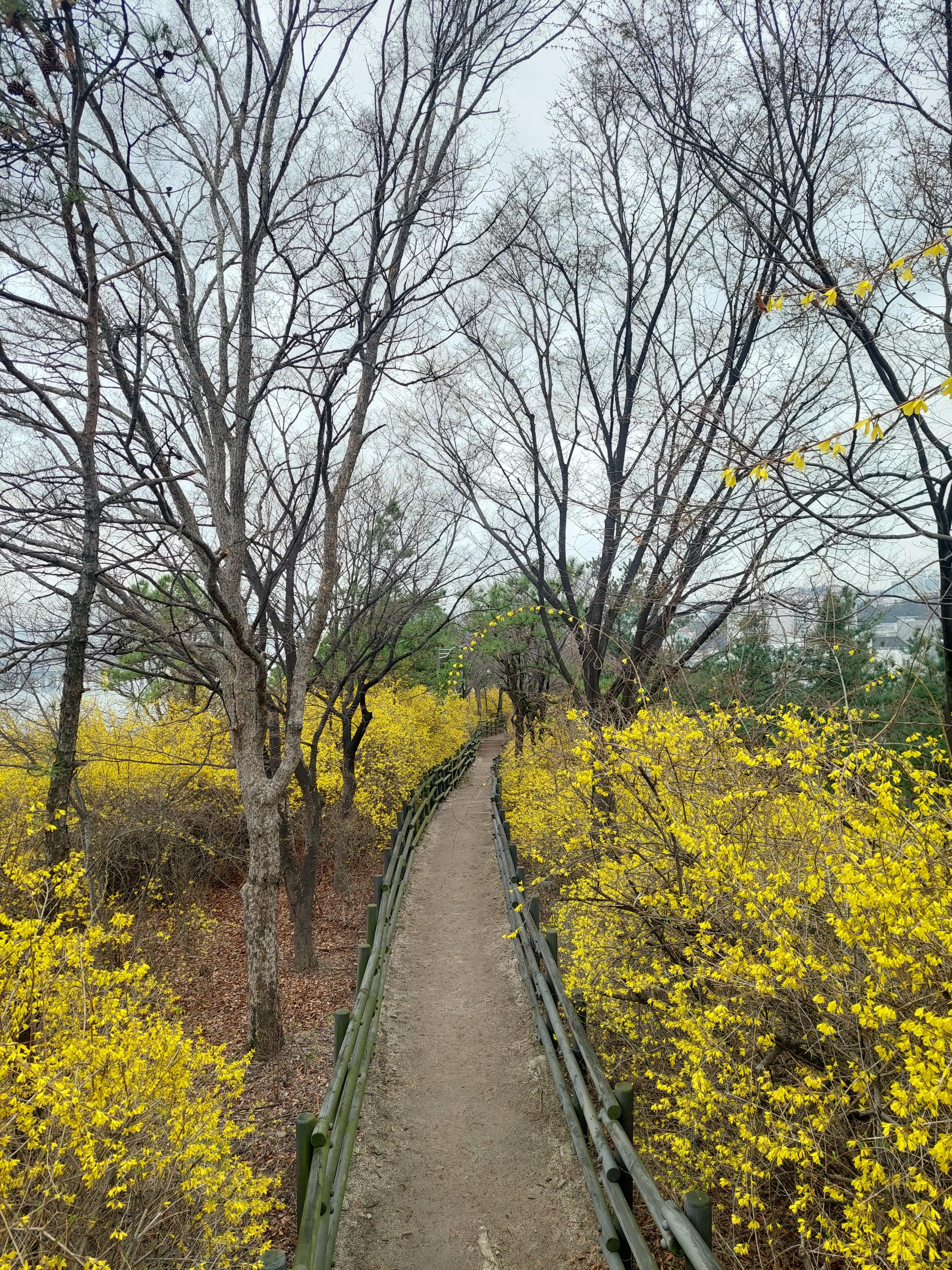 응봉산 개나리