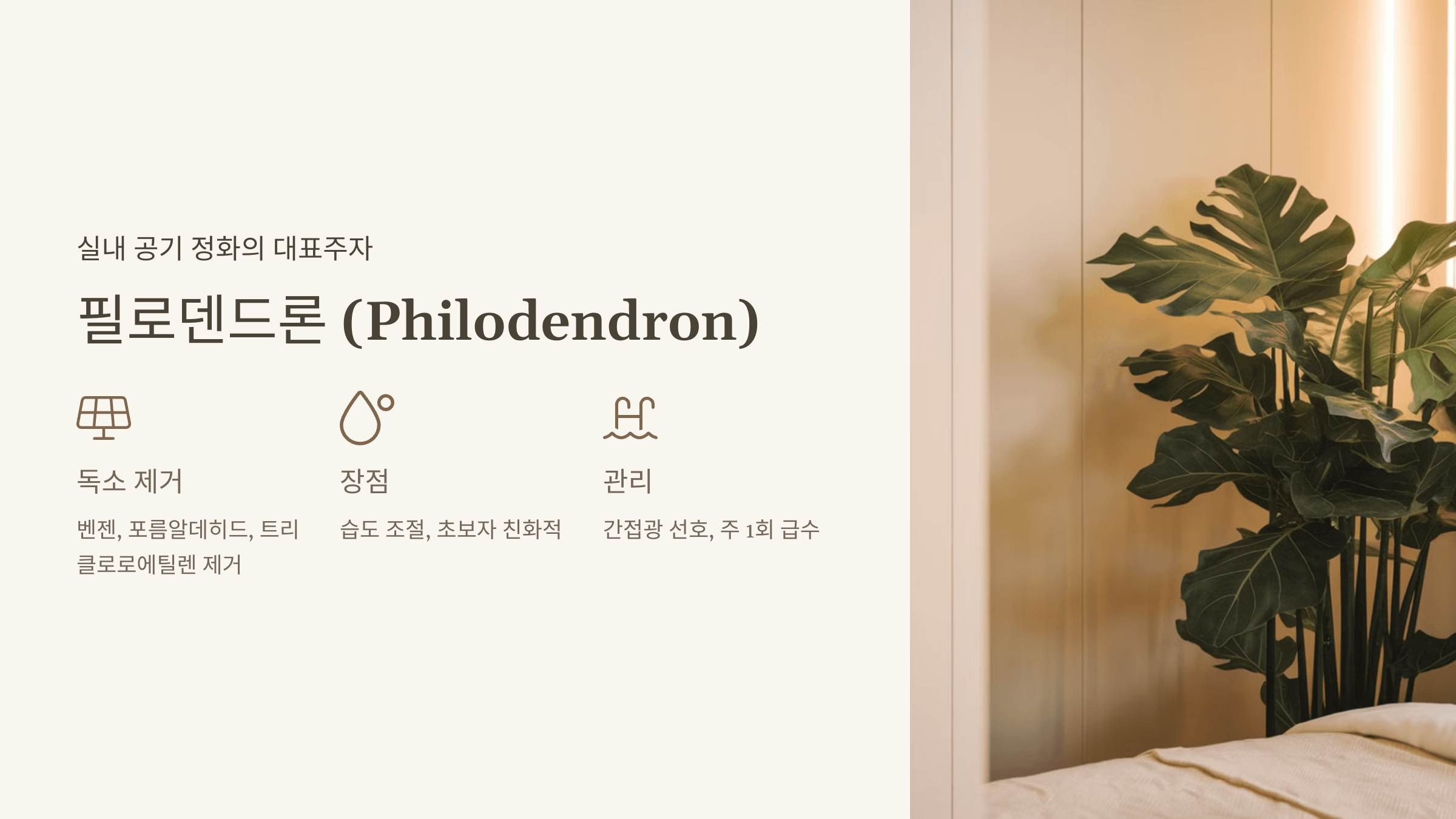 필로덴드론 (Philodendron)