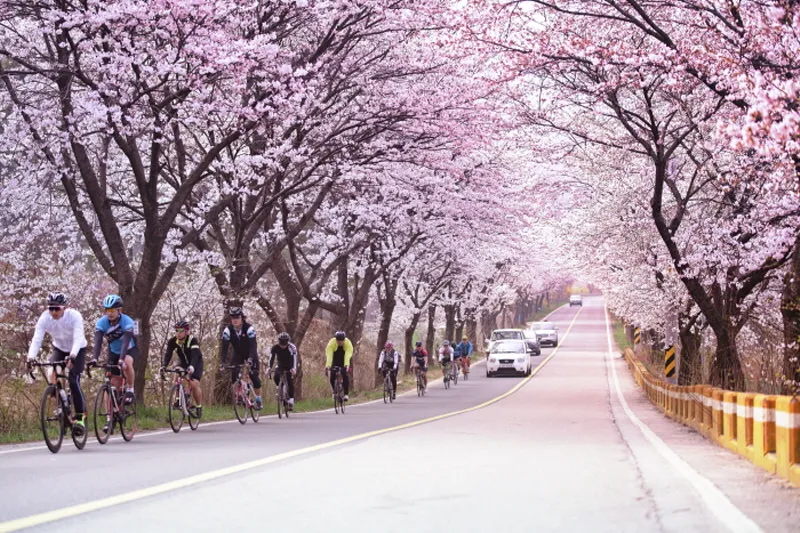 2024년 벚꽃 개화시기 및 벚꽃 명소 BSET 10