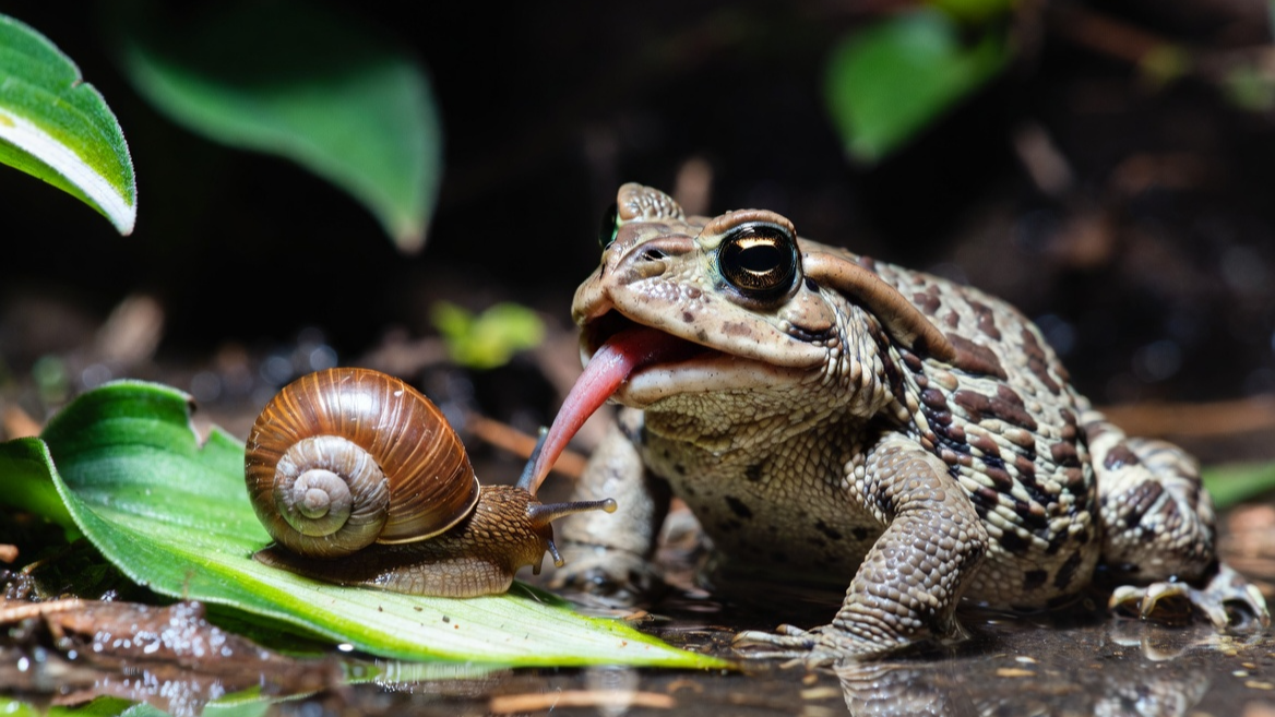 밤의 정원에서 천연 해충 방제사 역할을 하는 두꺼비의 사냥 모습
