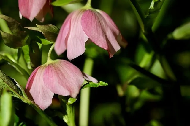 약용식물 동충하초 자연의 신비 건강 효능과 활용_5