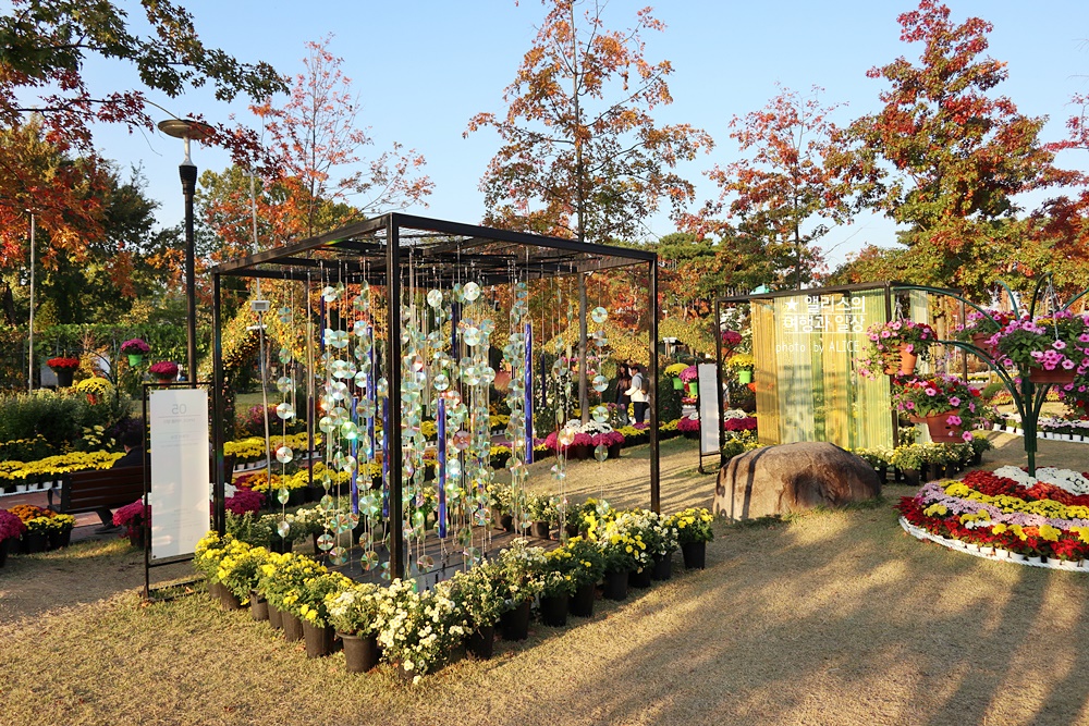 대전 유림공원 유성국화전시회