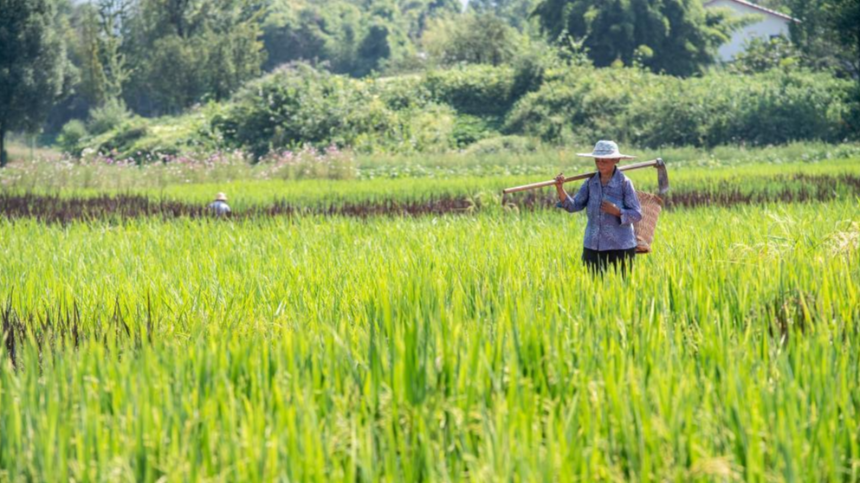 계절의 변화를 세분화한 24 절기 중 '소만' 이해하기