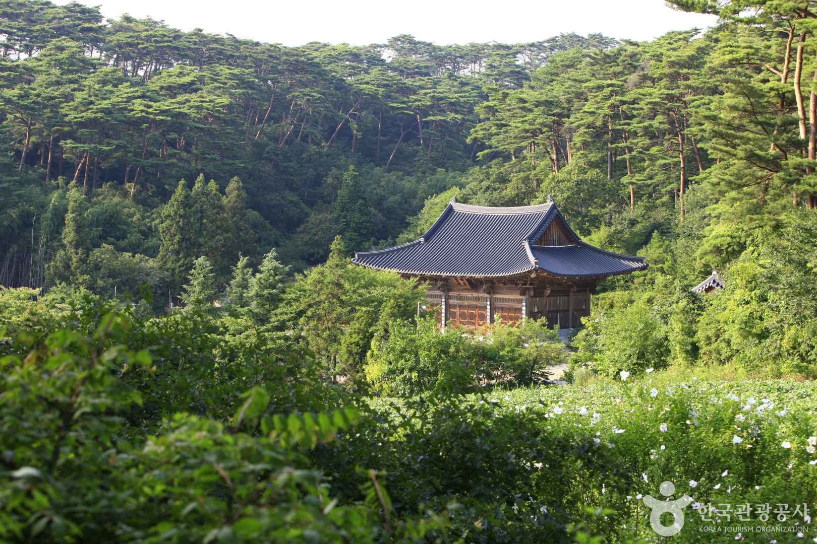 안면도자연휴양림