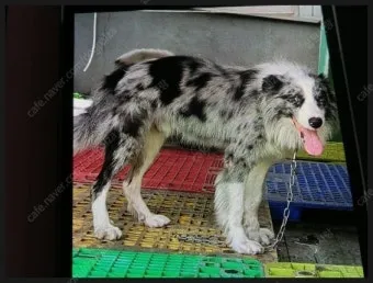 보더콜리분양가 2024년 가격 정보와 분양 팁_15