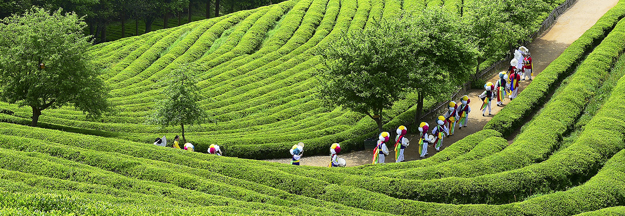 2025 보성 다향 대축제(5/2~5/6), 보성에서 피어나는 천년차의 약속