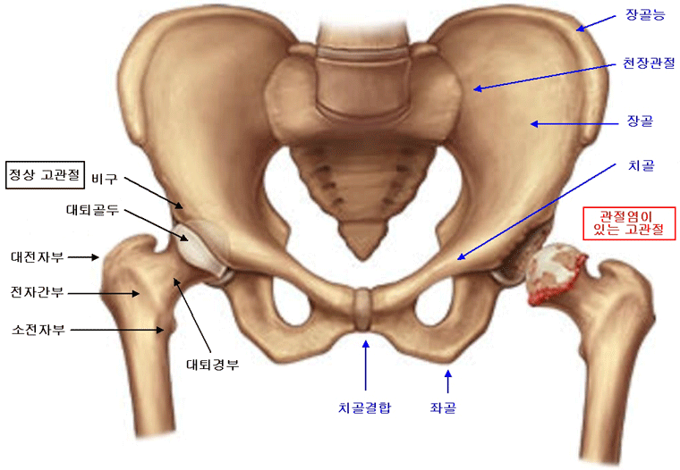 고관절의 구조