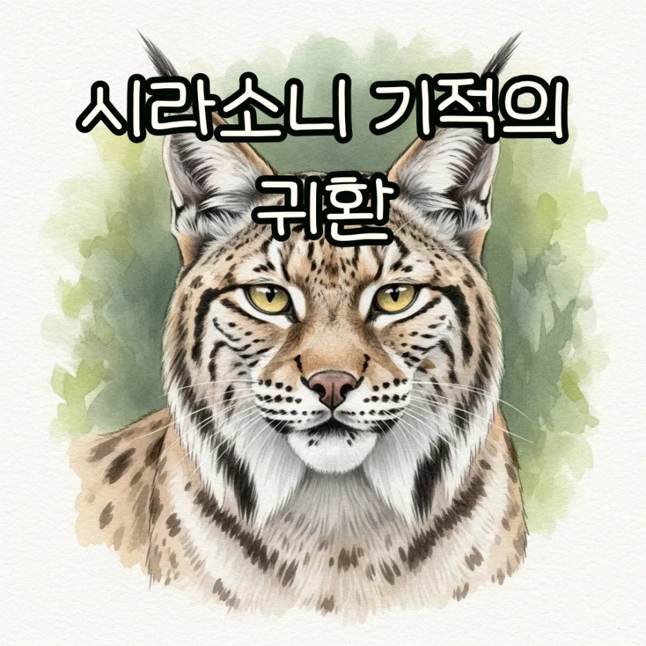 멸종 위기에서 돌아온 시라소니의 모습