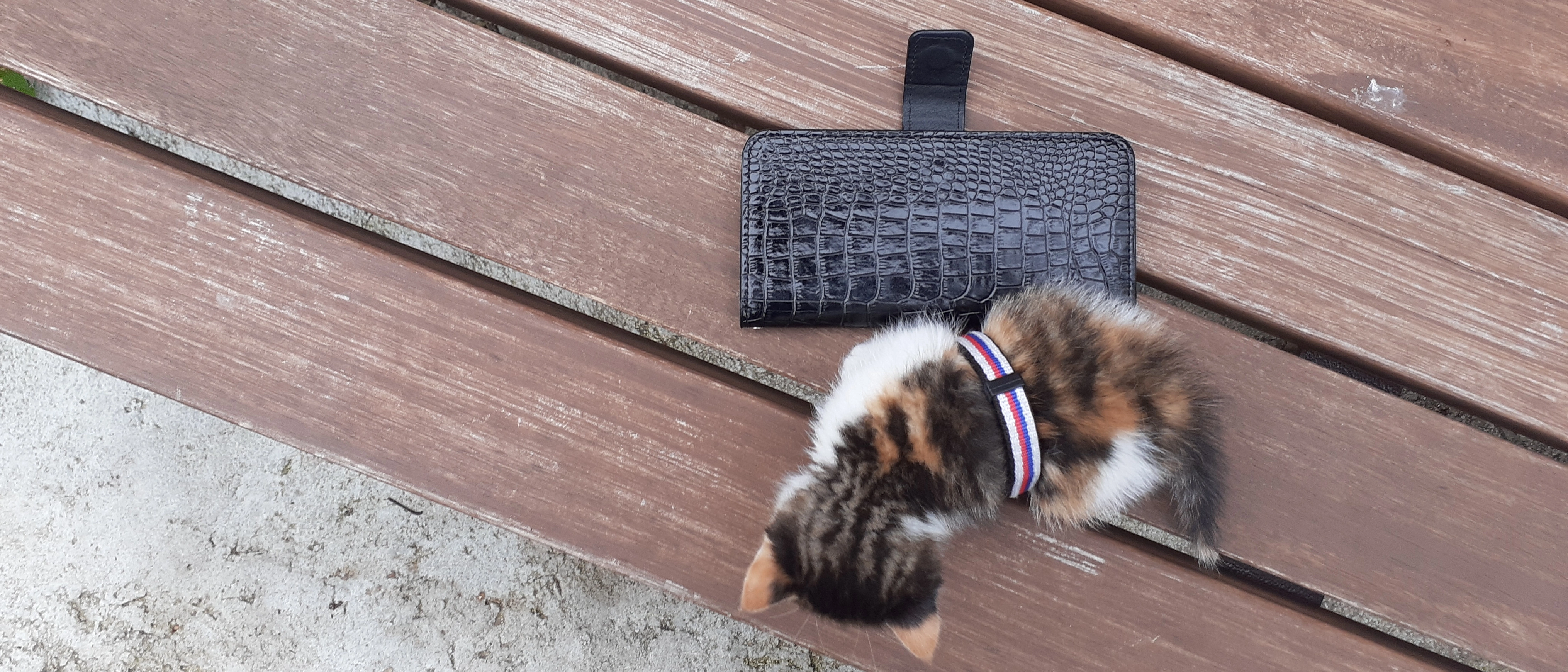 아기 고양이
