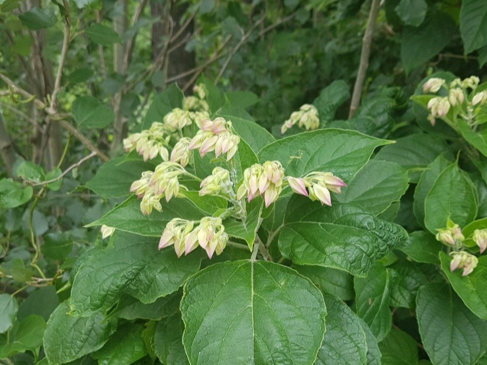 누리장나무의 모든 것 (특징과 이름 유래, 놀라운 약효, 정원 활용법)