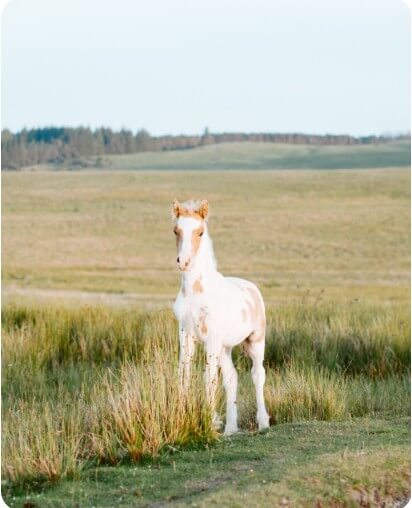 풀 숲에서 주위를 경계하는 말