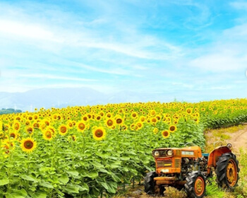 강주 해바라기 축제_3