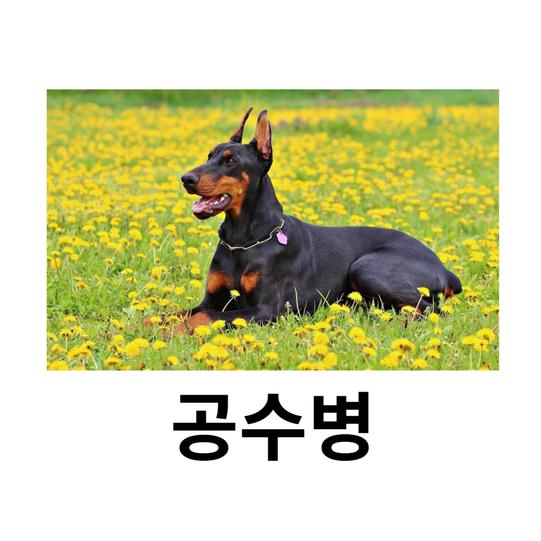 공수병과 관련된 사진입니다.